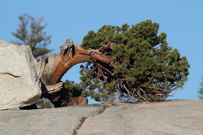 Yosemite NP.Hwy 120