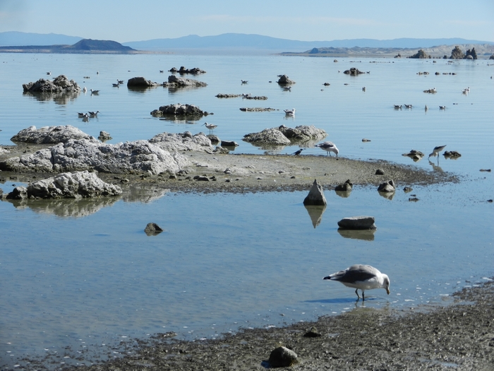 Mono Lake Park