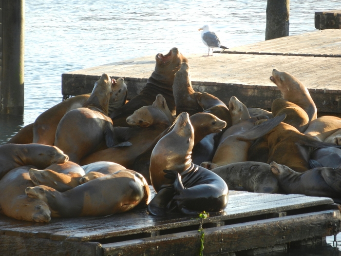 San Francisco.Pier 39