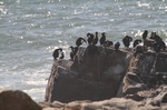 Pescadero State Beach