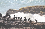 Pescadero State Beach