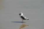 Pescadero State Beach