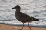 Monterey State Beach M&ouml;ve