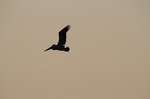 Monterey State Beach Pelikan