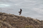 Adler