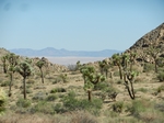 Joshua Tree NP.Josua-Palmlilien