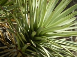 Joshua Tree NP.Josua-Palmlilien