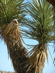Joshua Tree NP.Josua-Palmlilien