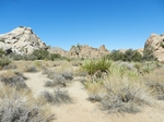 Joshua Tree NP Lost Horse Valley