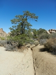 Joshua Tree NP Lost Horse Valley