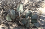 Joshua Tree NP Lost Horse Valley