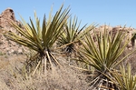 Joshua Tree NP Lost Horse Valley