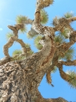 Joshua Tree NP Lost Horse Valley.Josua-Palmlilien