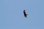 Adler