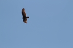 Adler