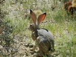 Hase