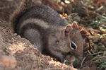 Bryce Canyon.Erdh&ouml;rnchen