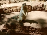 Zion Park.Erdh&ouml;rnchen