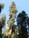 Sequoia NP