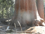 Sequoia NP