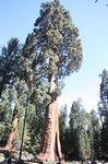 Sequoia NP