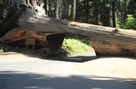 Sequoia NP