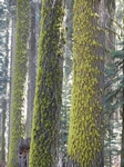 Sequoia NP