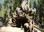 Sequoia NP