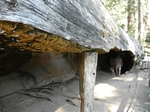 Sequoia NP