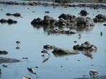 Mono Lake Park