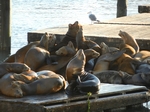 San Francisco.Pier 39