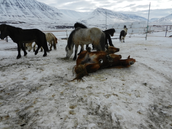 Hrafnagil