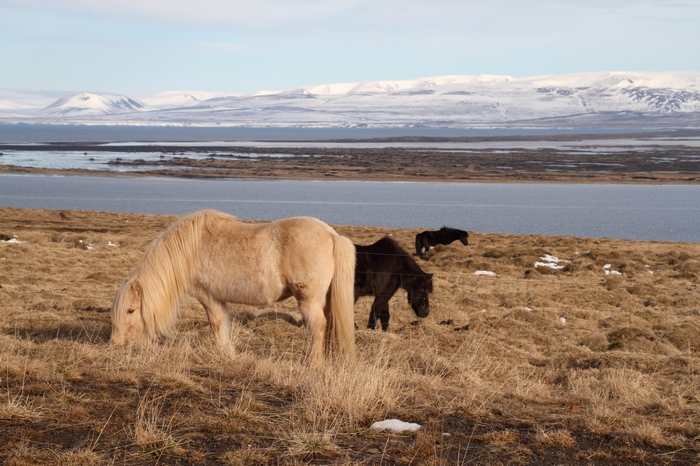 Borgarvirki nach Hvitserkur