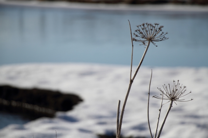 Pingvellir