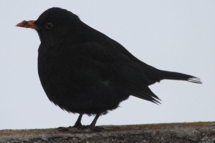Amsel_2