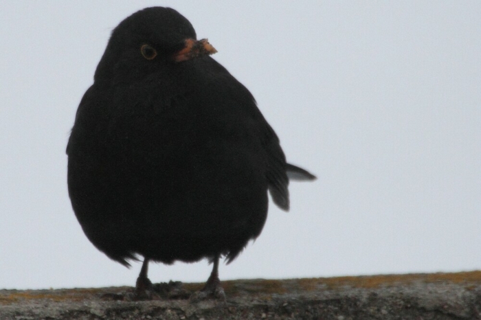 Amsel_3
