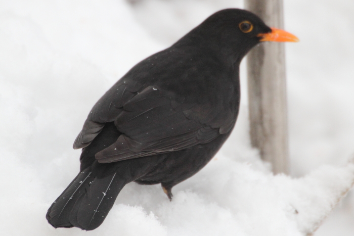 Amsel_6028