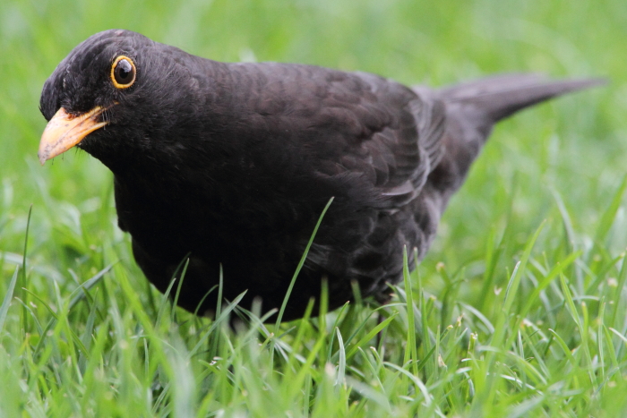 Amsel_7134