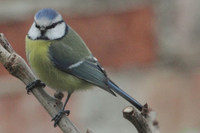 Blaumeise_1