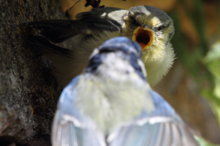 Blaumeise_7258