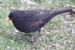 Amsel_1