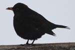 Amsel_2