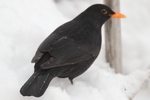 Amsel_6028