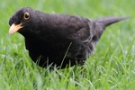 Amsel_7134