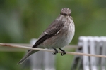 Grauschn&auml;pper_5604