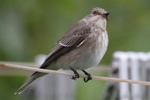 Grauschn&auml;pper_5609