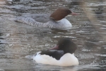 G&auml;nses&auml;ger_6152
