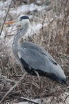 Graureiher_6129