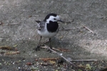 Bachstelze_4652