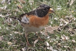 Bergfink_4358